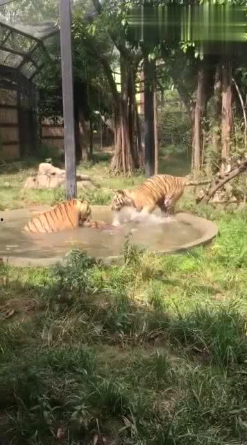 王庄爆料二虎视频播放下载,二虎视频播放下载攻略全解析 第2张 王庄爆料二虎视频播放下载,二虎视频播放下载攻略全解析 第2张